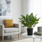 Aglaonema Dove Plant  | Indoor Plant | Pack of 1 | Medium