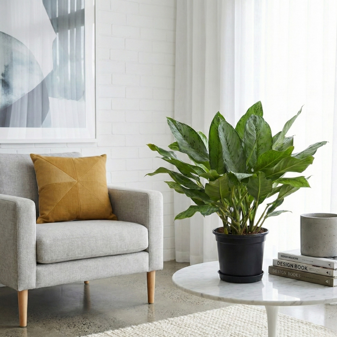 Aglaonema Dove Plant  | Indoor Plant | Pack of 1 | Medium