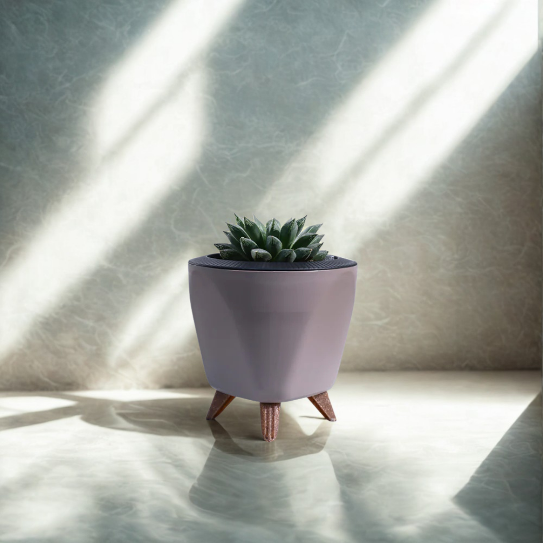 Haworthia Maculata Plant | Succulents Plant | Indoor Plant