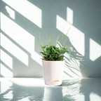 Peperomia Angulata Plant | Low Light Plants | 1 Live Plant