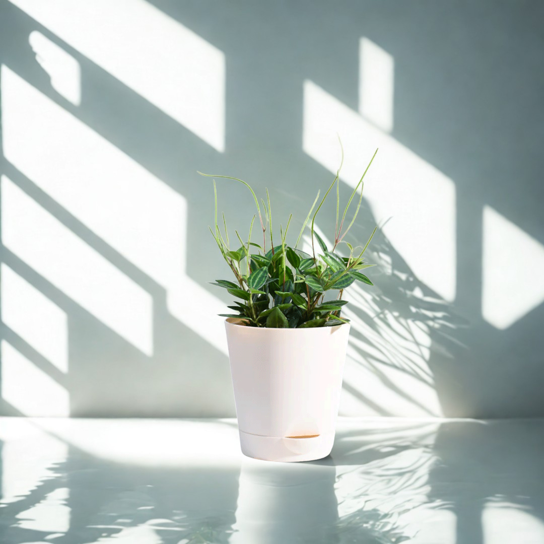 Peperomia Angulata Plant | Low Light Plants | 1 Live Plant