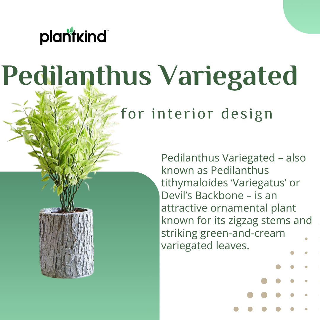 Pedilanthus Variegated  Plant | Indoor Plant | Pack Of 1