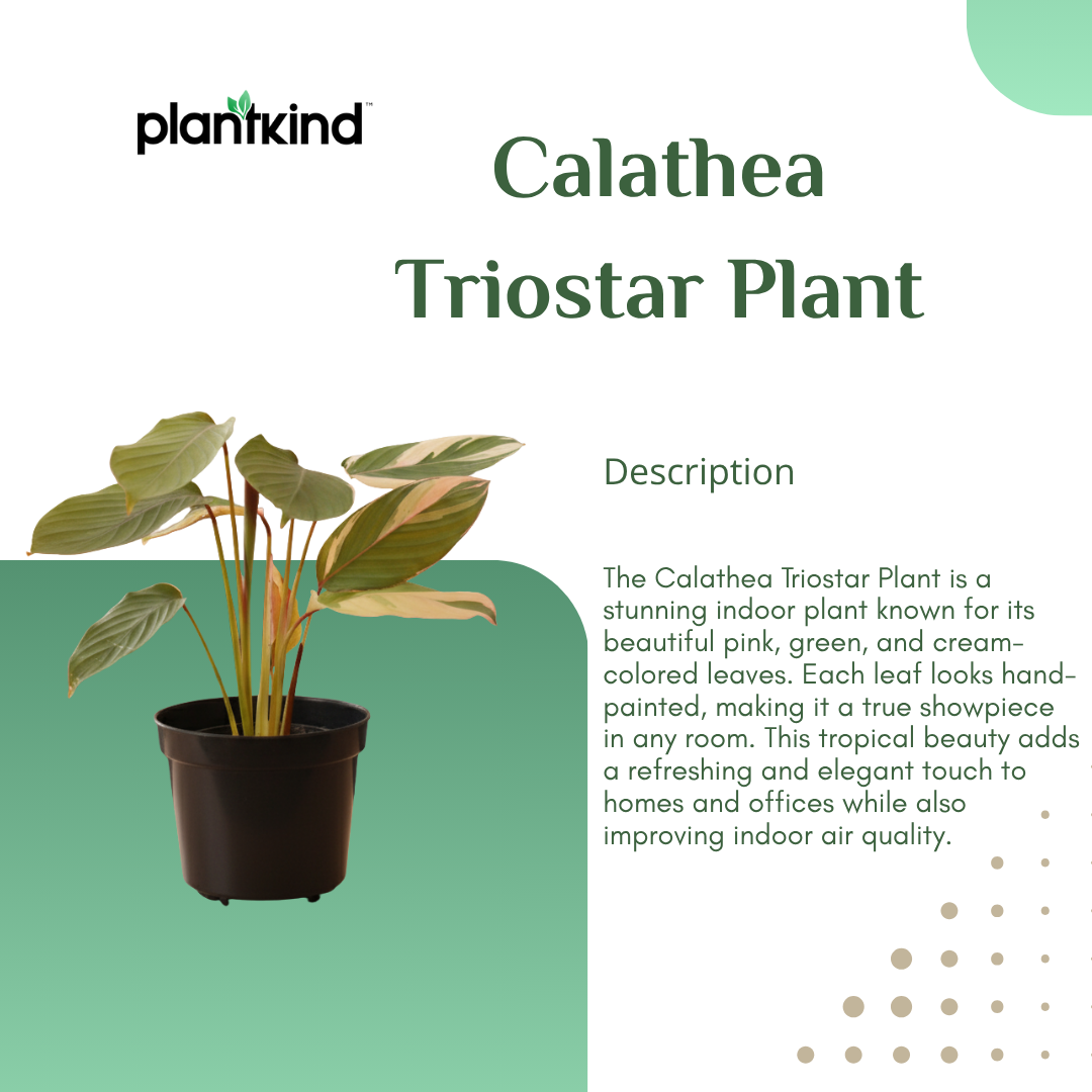 Calathea Triostar Plant | Indoor Plant | Air Purifying  Plant | 1 Live Plant | Medium