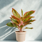 Aglaonema Red Plant