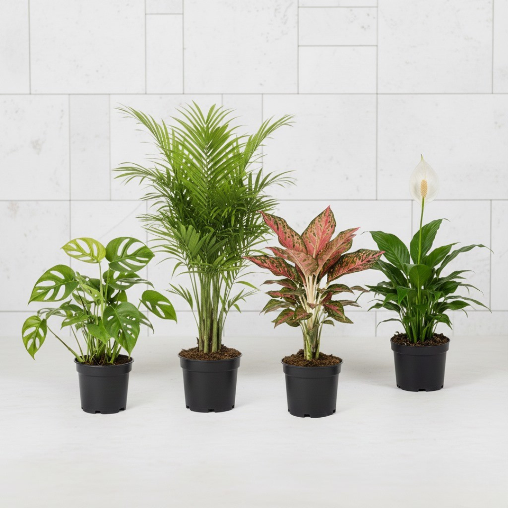 Home Greenery Combo