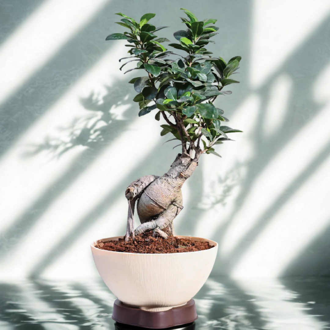 Ficus Bonsai Plant | Bonsai Plant | Indoor Plant | Pack of 1