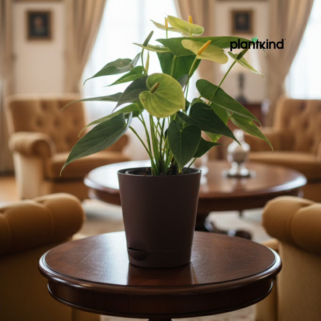 Anthurium Plant Yellow | Indoor Plant | 1 Live Plant