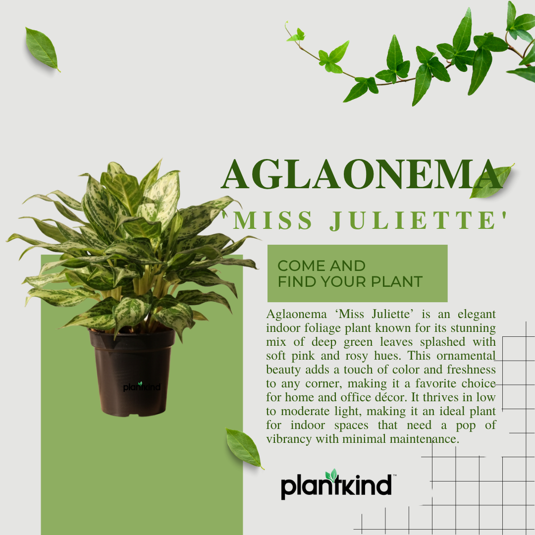 Aglaonema 'Miss Juliette' Plant | Indoor Plant | 1 Live Plant with Grow Pot