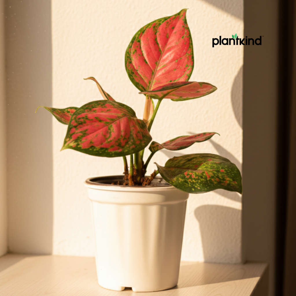 Aglaonema Pink Plant | Indoor Plant | Good Luck Plant | Pack of 1