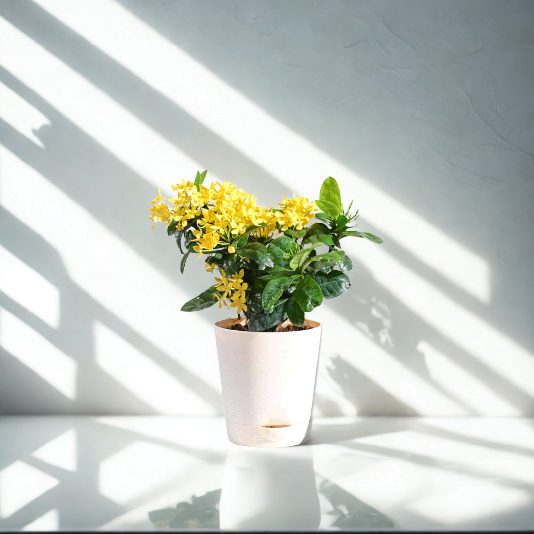 Ixora (Rugmini) Plant - Yellow | Flowering Plant | 1 Live Plant