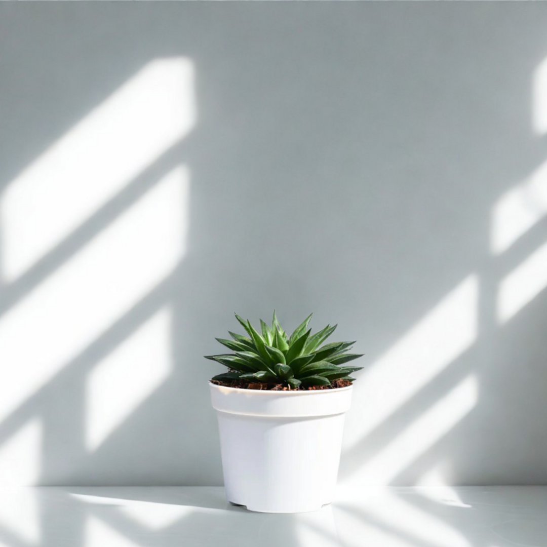 Haworthia Turgida | Succulent Plants | Indoor Plants | 1 Live Plant