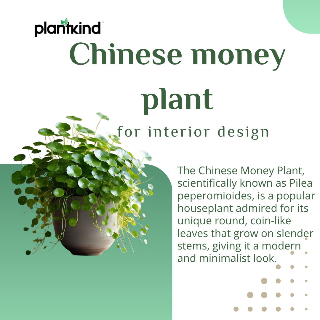 Chinese Money Plant | Indoor Plant | Pack of 1