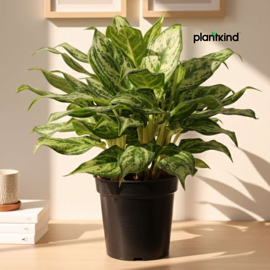 Aglaonema 'Miss Juliette' Plant | Indoor Plant | 1 Live Plant with Grow Pot