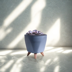 Echeveria Hybrid Plant | Indoor Plant | Pack Of 1
