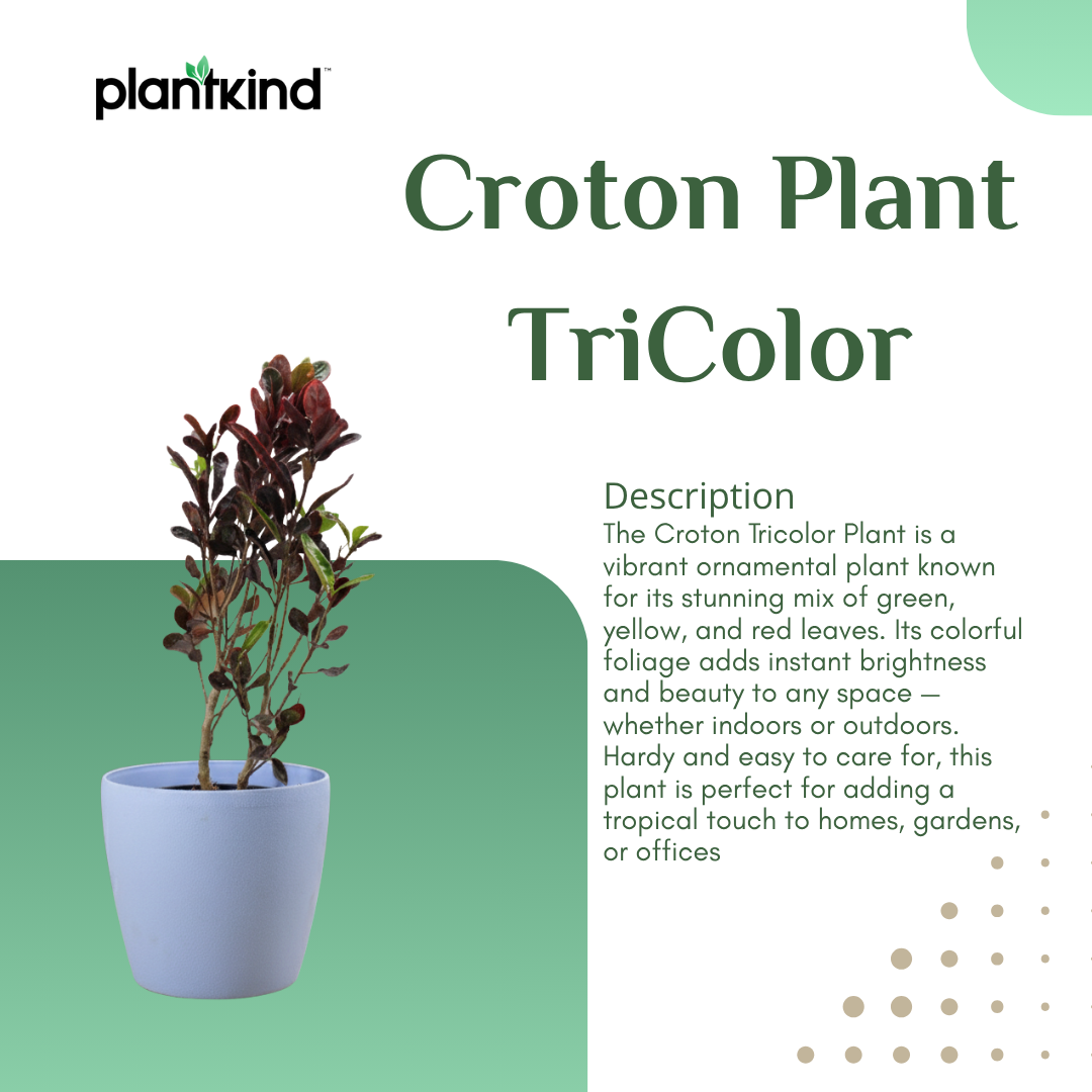 Croton Plant TriColor | Air Purifying Plants | Outdoor  |Indoor  | Live Plants | Large