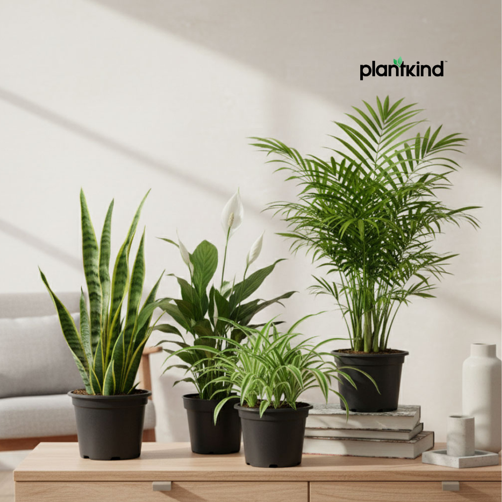 Lush Living Plant Combo |Perfect for Home Corners | Pack Of 4 With Pots| Medium