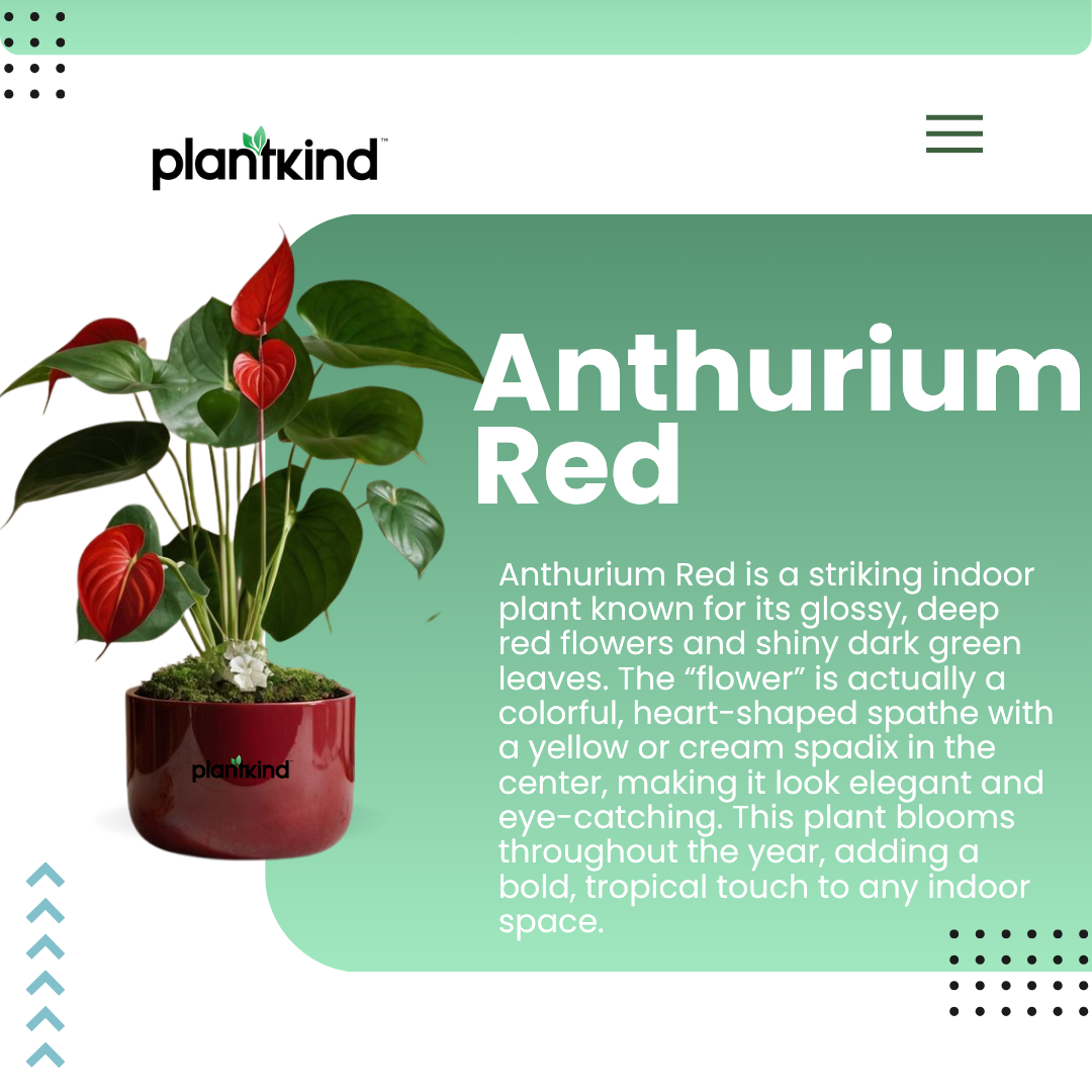 Anthurium Red Plant | Flowering Plant | Indoor Plant | Outdoor Plant | Pack of 1