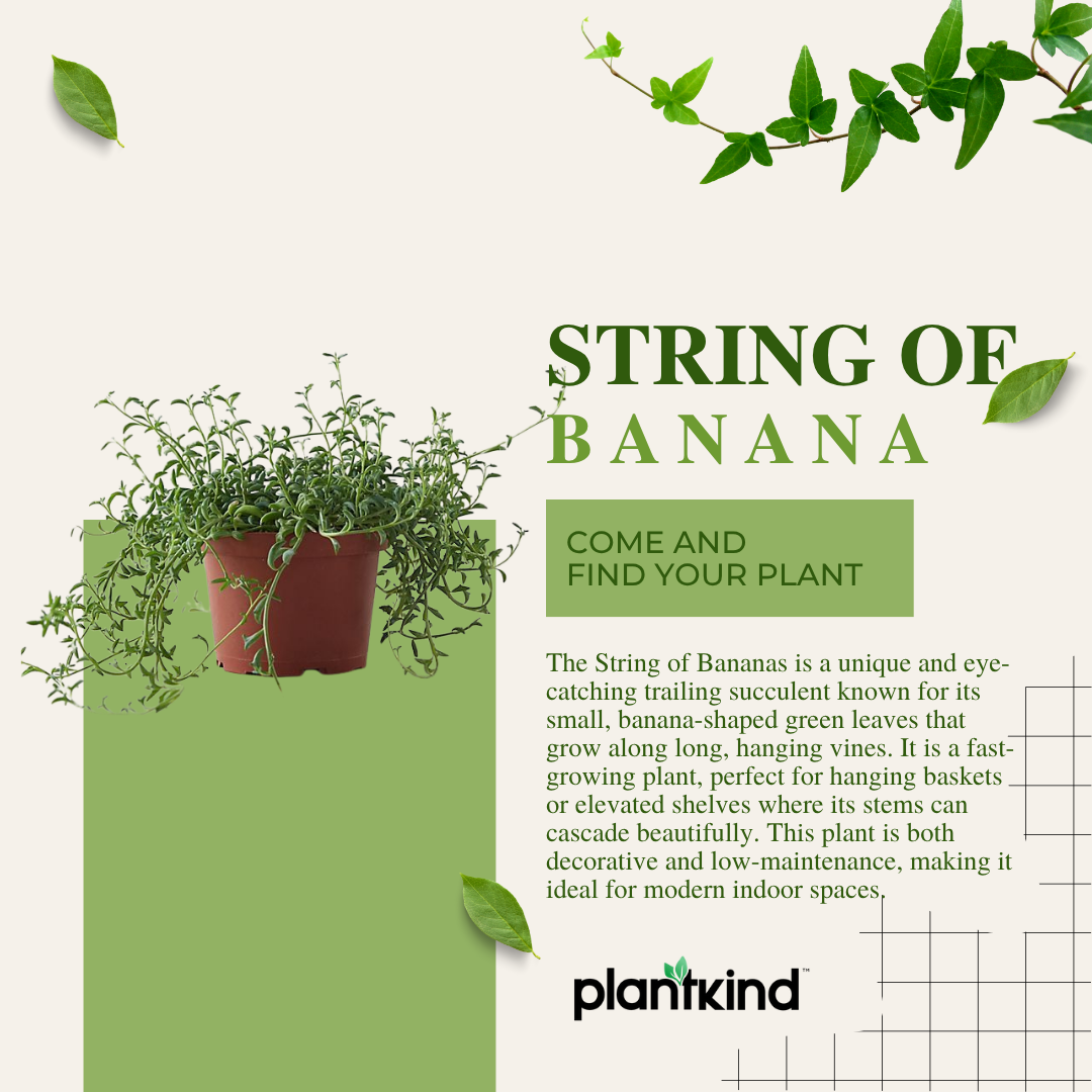 String of Banana Plant |  Indoor Plant | Hanging Plant | Pack of 1