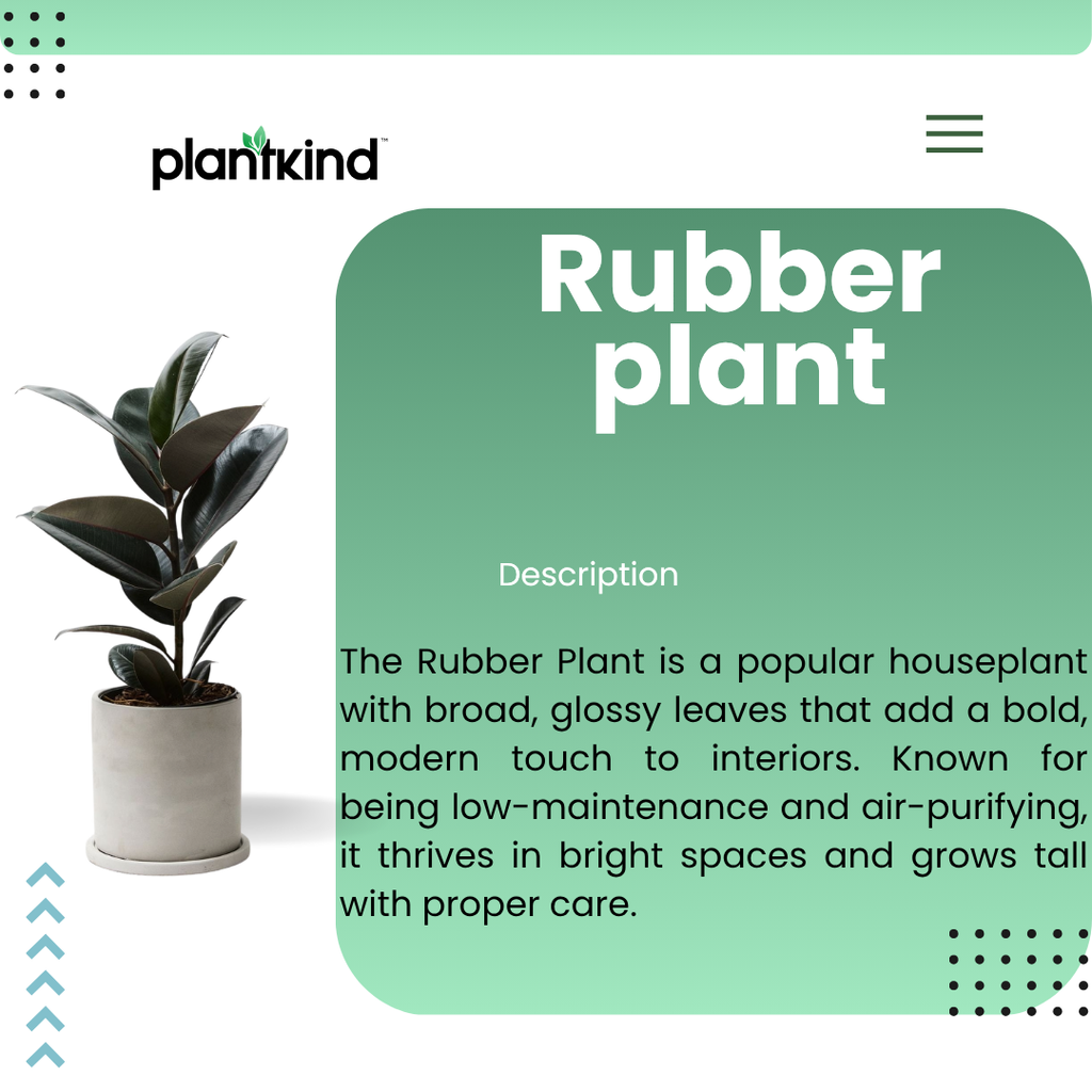 Rubber Plant| N-Black Rubber Plant | Plant for Indoor and outdoor | 1 Live Plant | XL