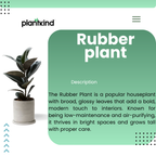 Rubber Plant| N-Black Rubber Plant | Plant for Indoor and outdoor | 1 Live Plant | XL