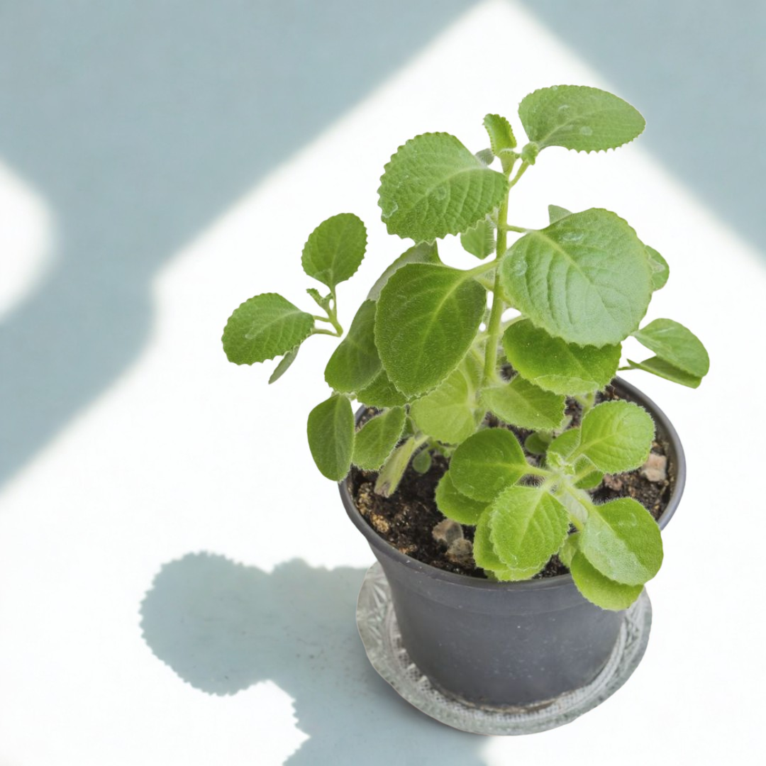 Ajwain Plant | Medicinal amd Aromatic Plants | Pack of 1