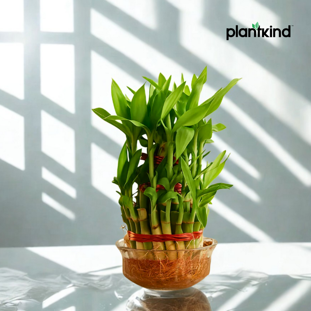 Lucky Bamboo Plant - 3 Layer | Indoor Plants | Low- Maintenance Plant | Pack Of 1