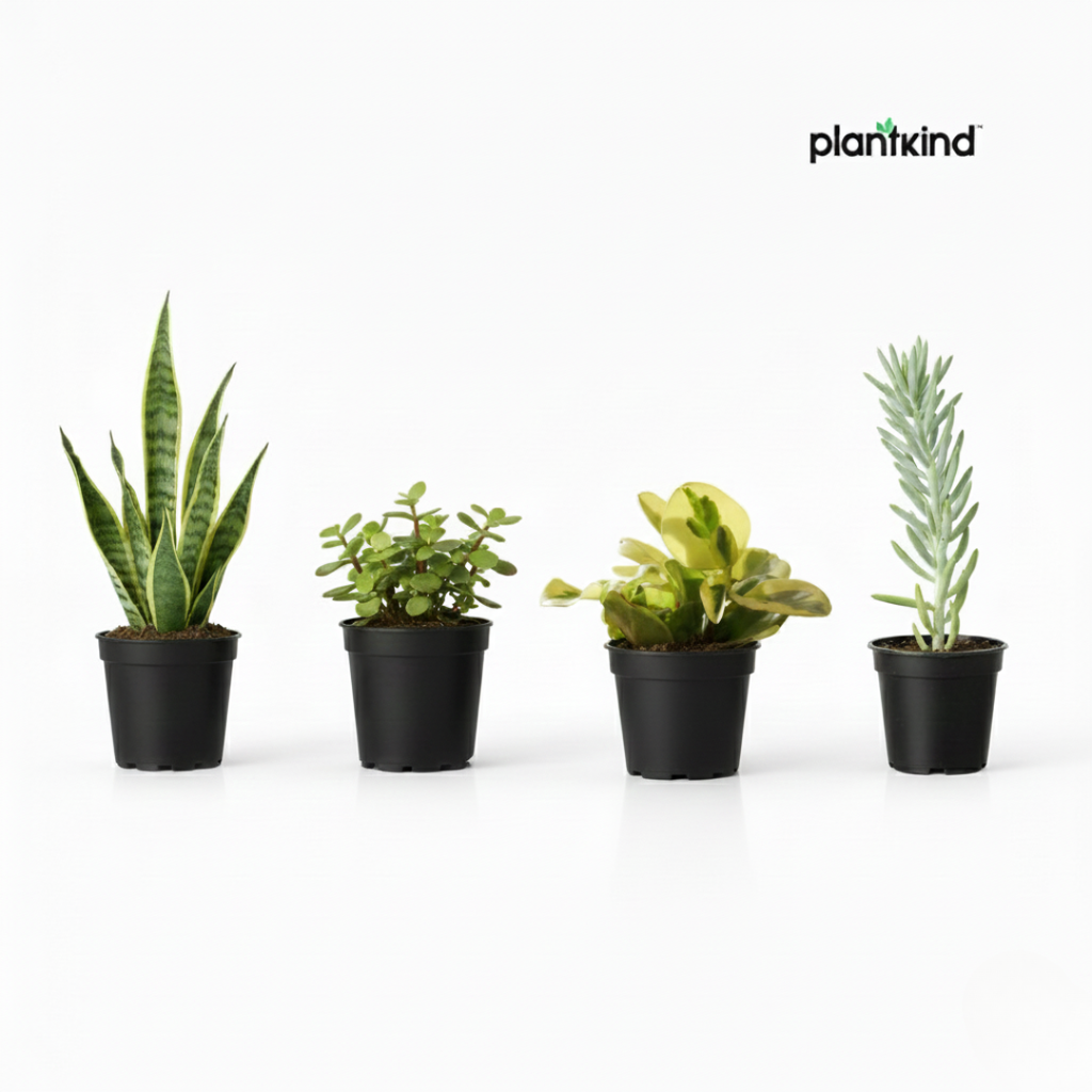 Office Desk Plant Combo