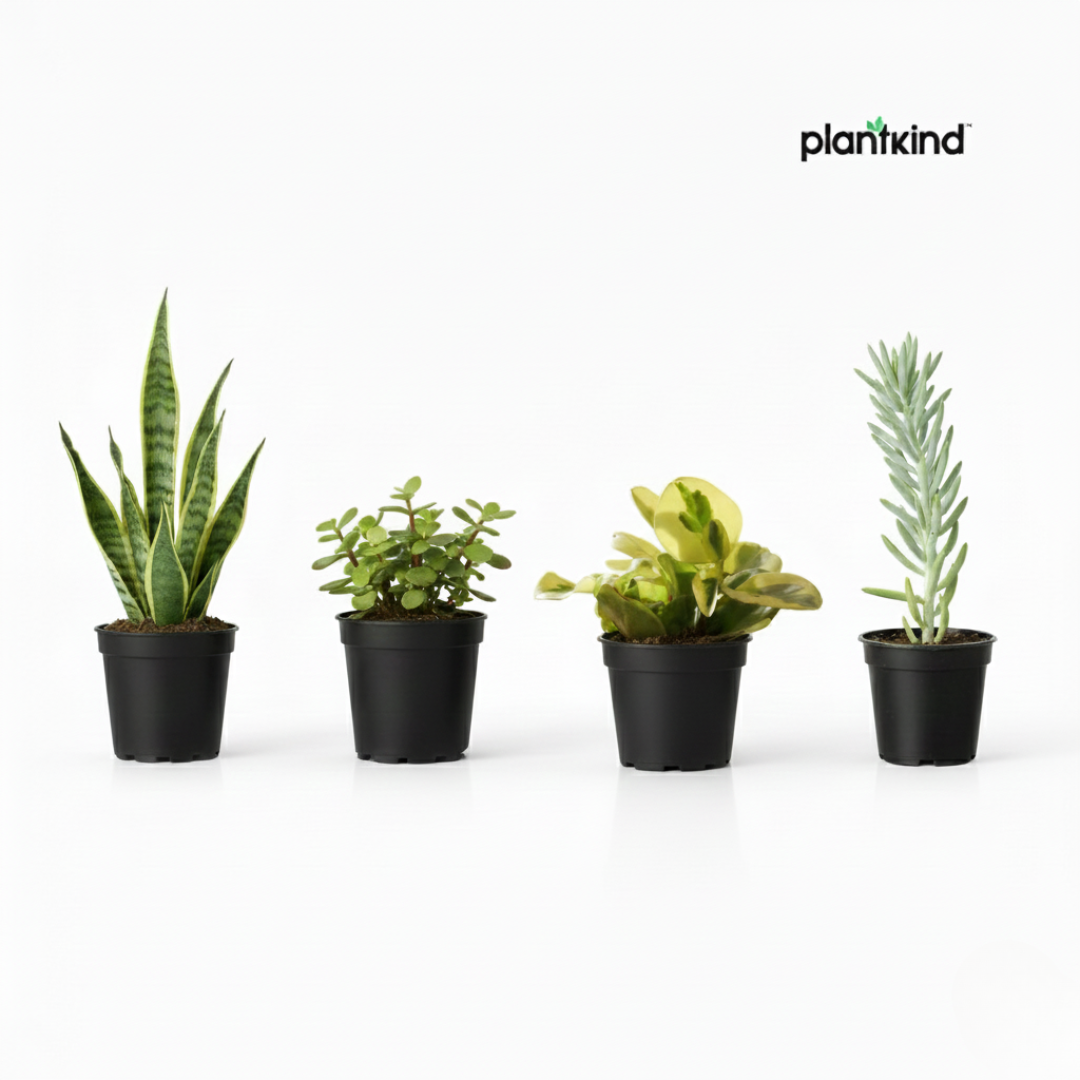 Office Desk Plant Combo