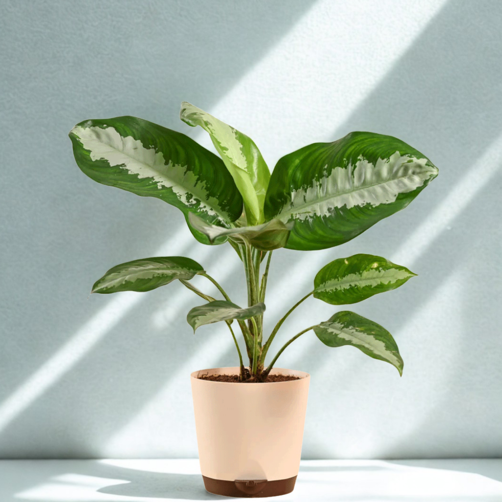 Aglaonema Evergreen Plant - Large