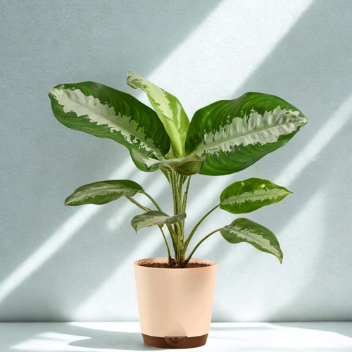Aglaonema Evergreen Plant - Large
