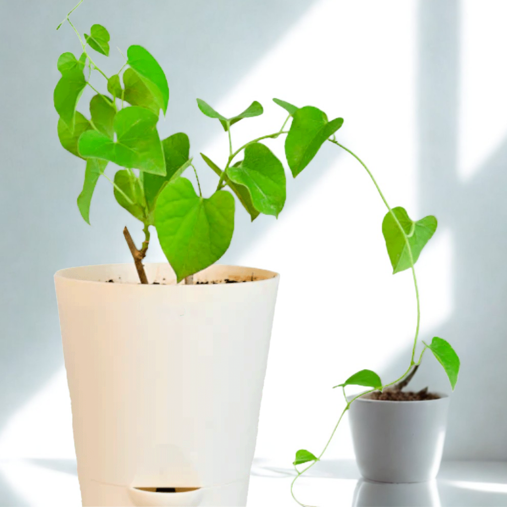 Gulvel Plant | Medicinal And Aromatic Plant |Immunity Booster |1 Live Plant
