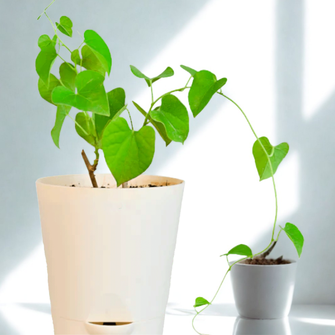 Gulvel Plant | Medicinal And Aromatic Plant |Immunity Booster |1 Live Plant