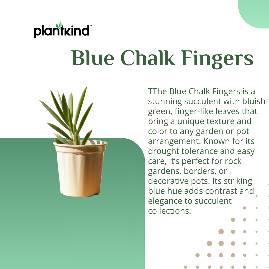 Blue Chalk Fingers Plant | Succulent Plant | Indoor Plant | 1 Live Plant