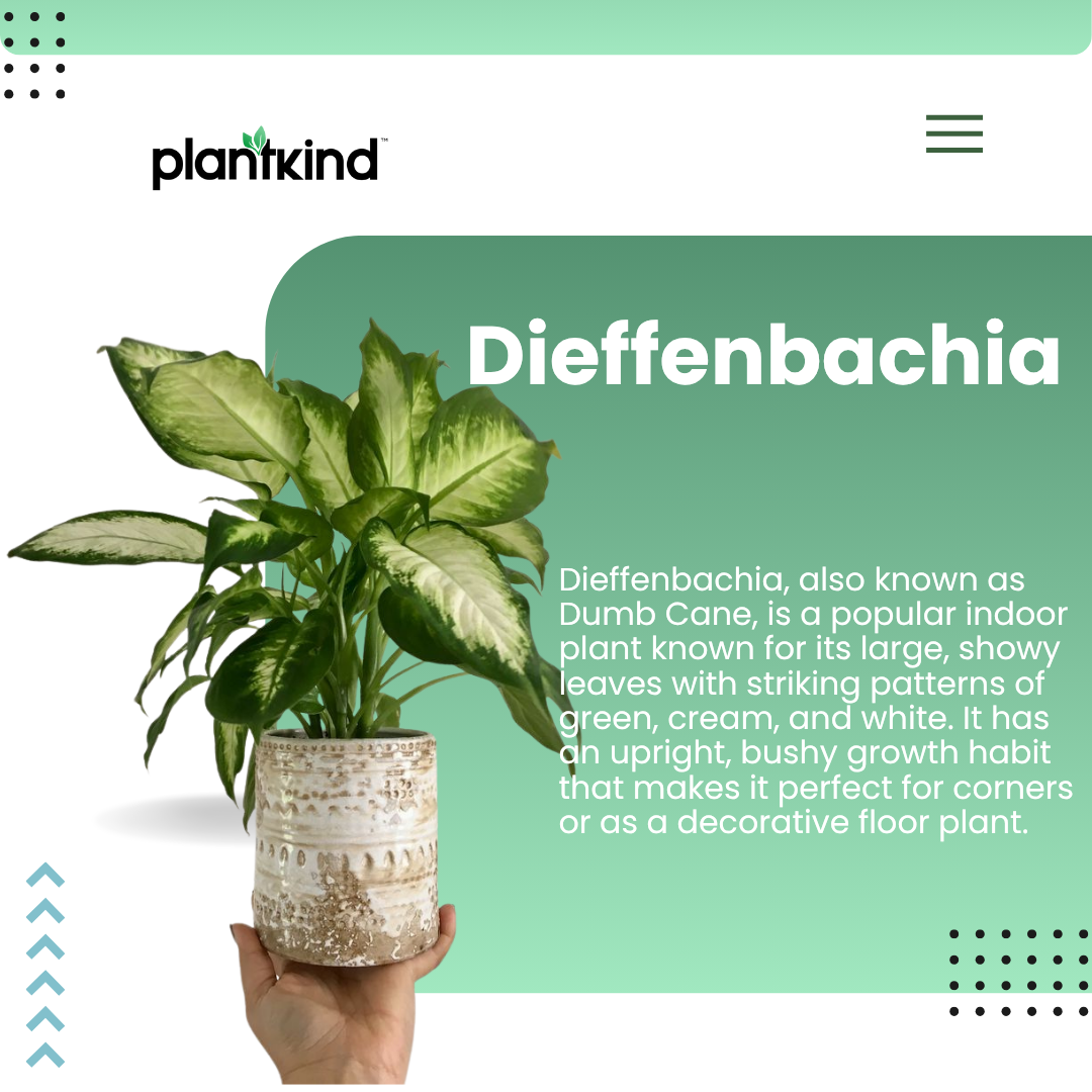 Dieffenbachia Plant | Indoor Plant | Ornamental Plant | Pack Of 1