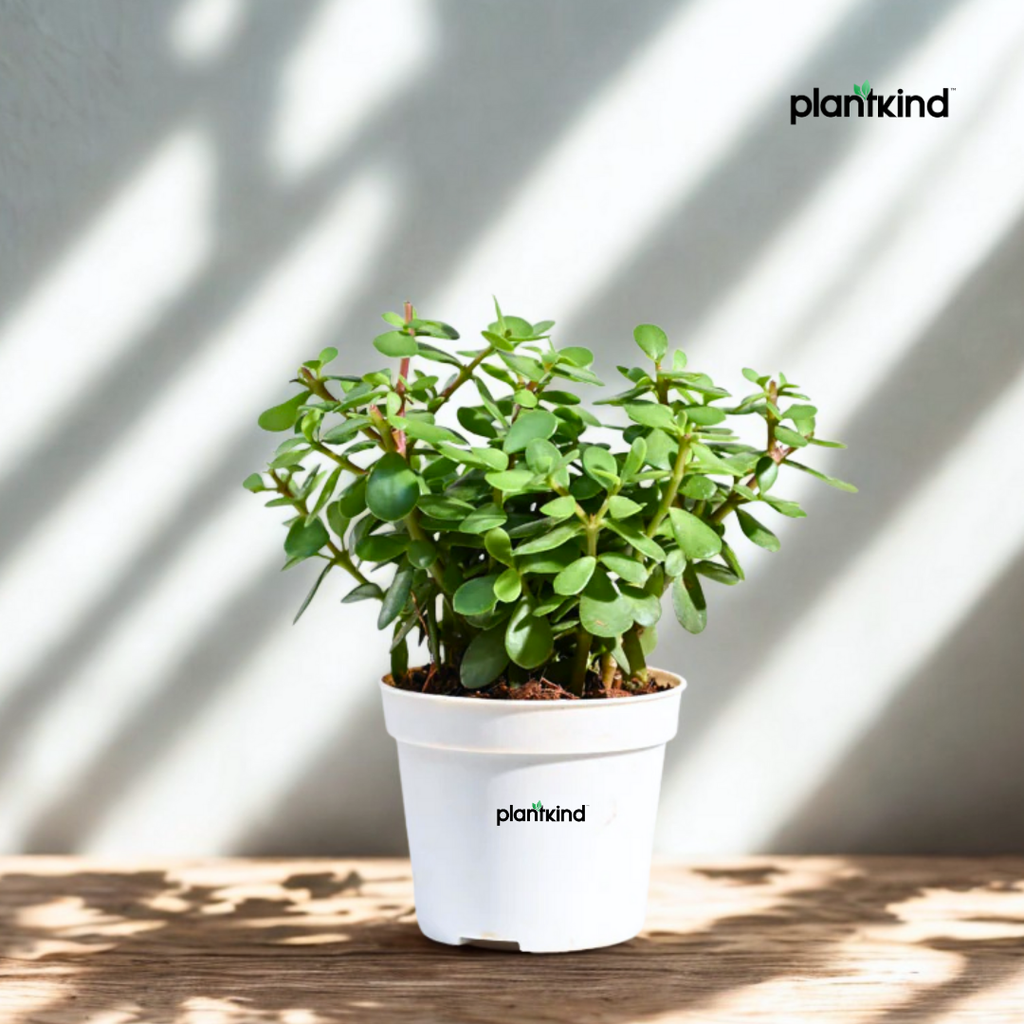 Jade Plant for Home & Office | Low-Maintenance | With Grow Pot