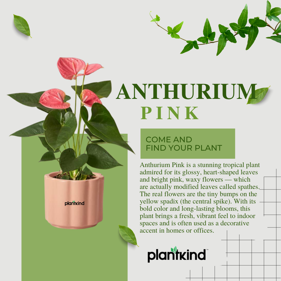Anthurium Pink Plant | Flowering Plant | Indoor Plant | Outdoor Plant | Pack Of 1