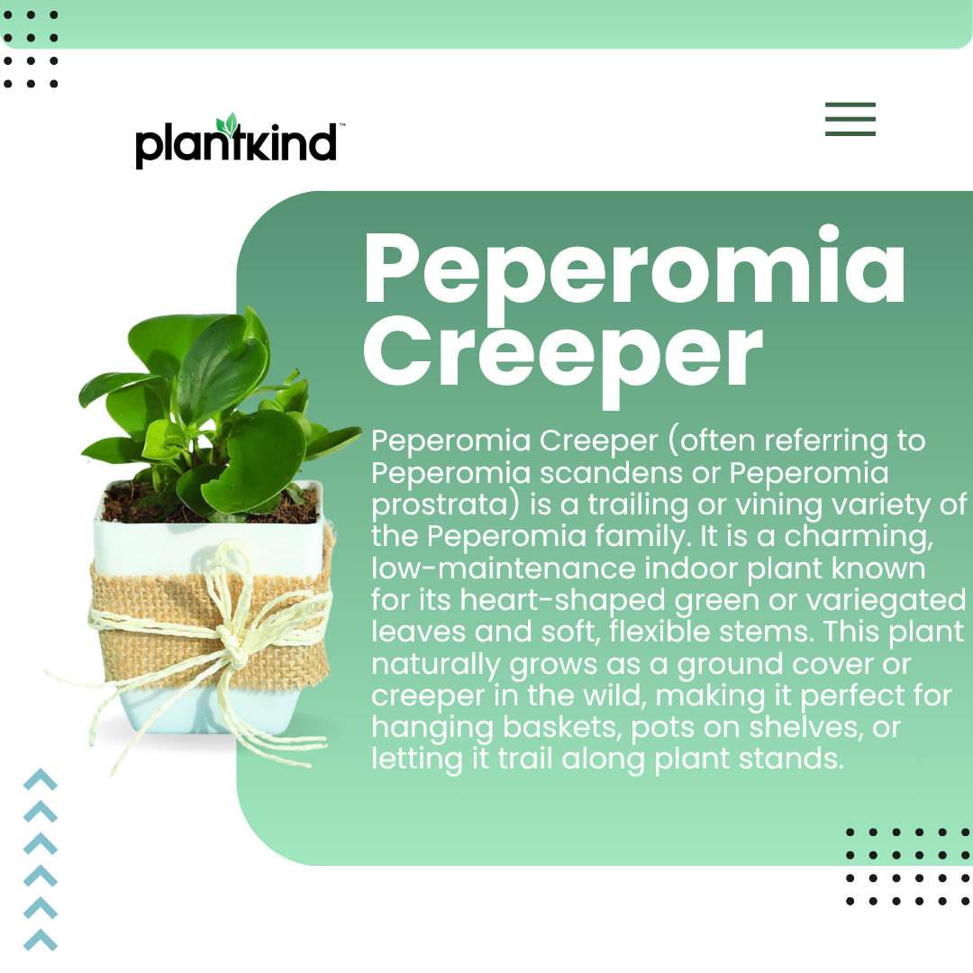 Peperomia Green Creeper Plant | Indoor Plant | Low- maintenance Plant | Pack Of 1