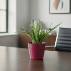 Button Fern Plant | Fern Plant | Indoor Plant | Pack of 1 | Medium