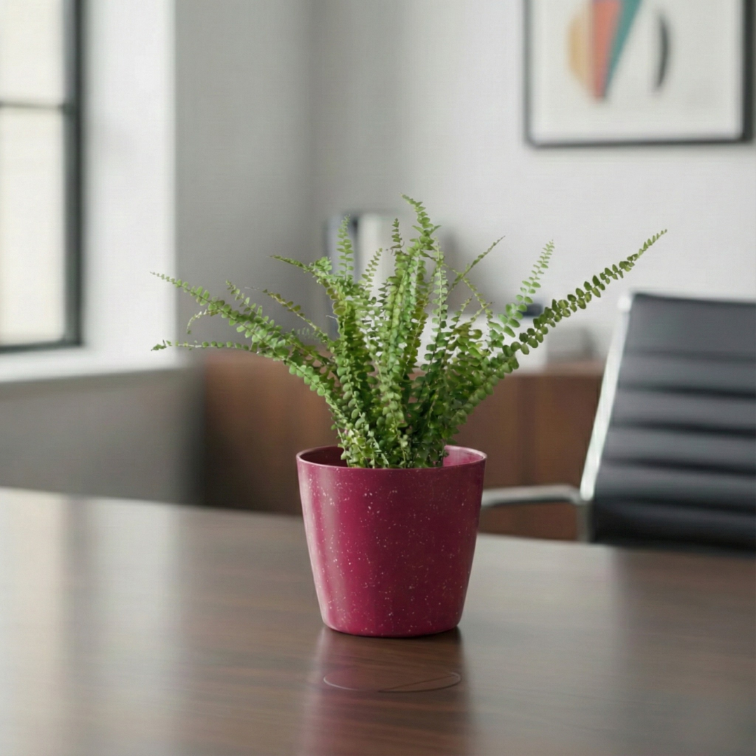 Button Fern Plant | Fern Plant | Indoor Plant | Pack of 1 | Medium