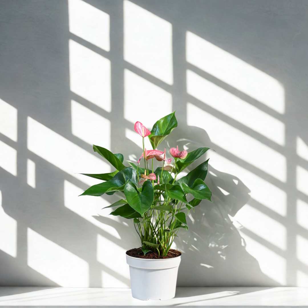 Anthurium Livium Plant | Flowering Plant |  1 Live Plant