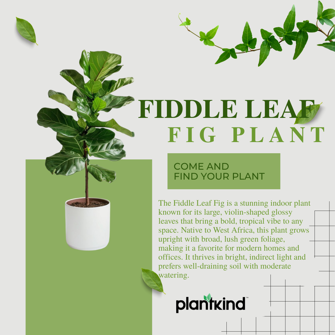 Fiddle Leaf Fig Plant| Indoor Live Plants Pack of 1
