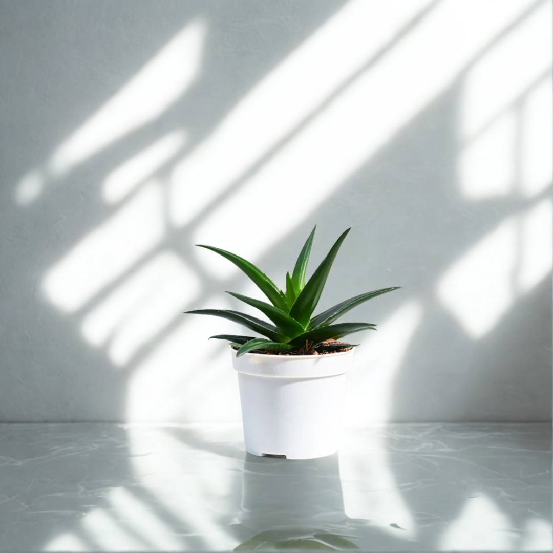 Aloe Vera Mini Plant | Medicinal ANd Ariomatic Plants | 1 Live Plant
