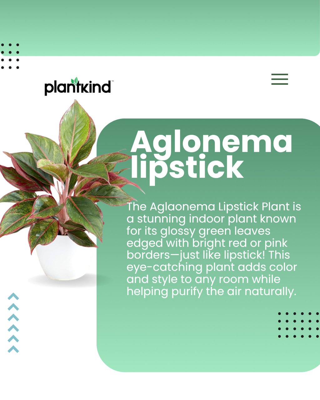 Aglaonema Lipstick Plant| Indoor Plants| 1 Live Plant