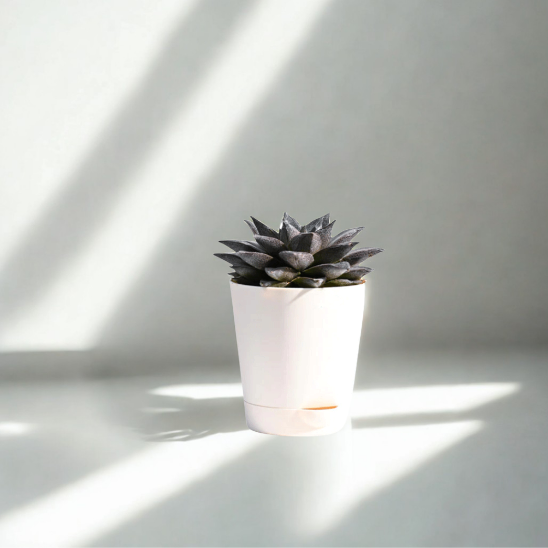 Echeveria Lotus Chinensis Plant | Succulent Plant | Indoor Plant