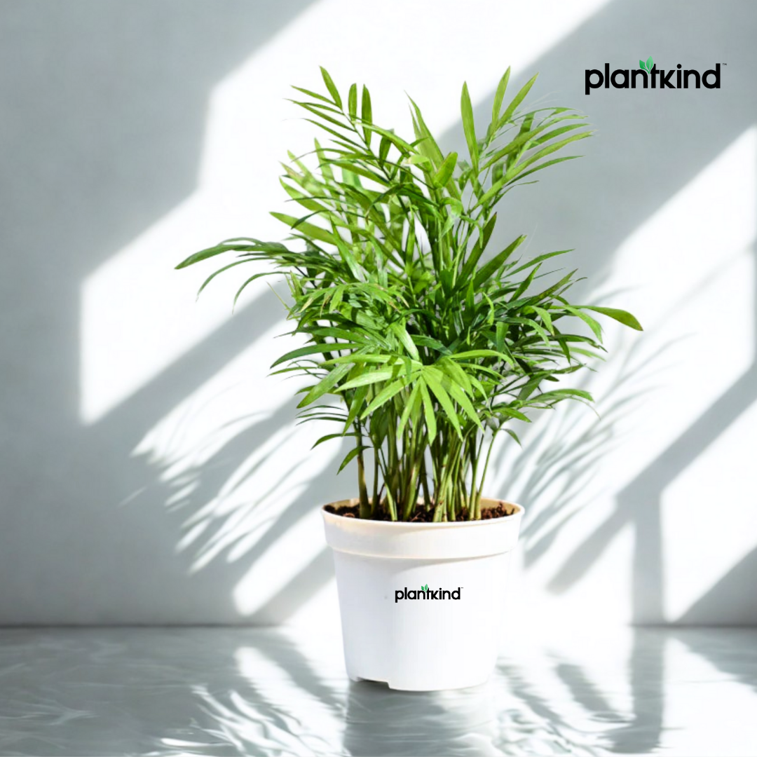 Bamboo Palm Plant | Indoor Plant | Pack Of 1