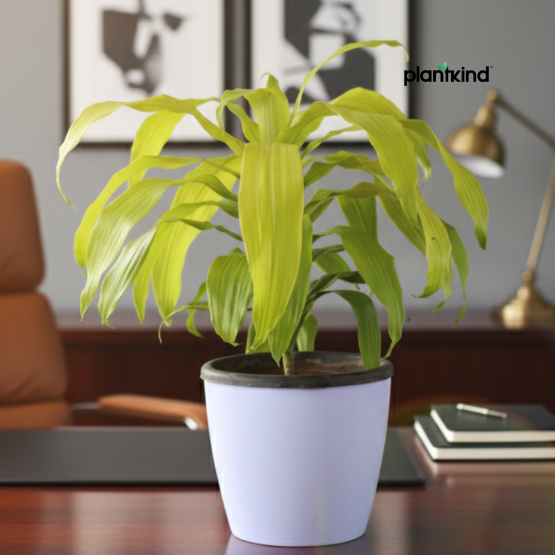 Dracena Lime Light Plant| Air Purifying Plants | Low Maintenance Plant | 1 Live Plant | Large