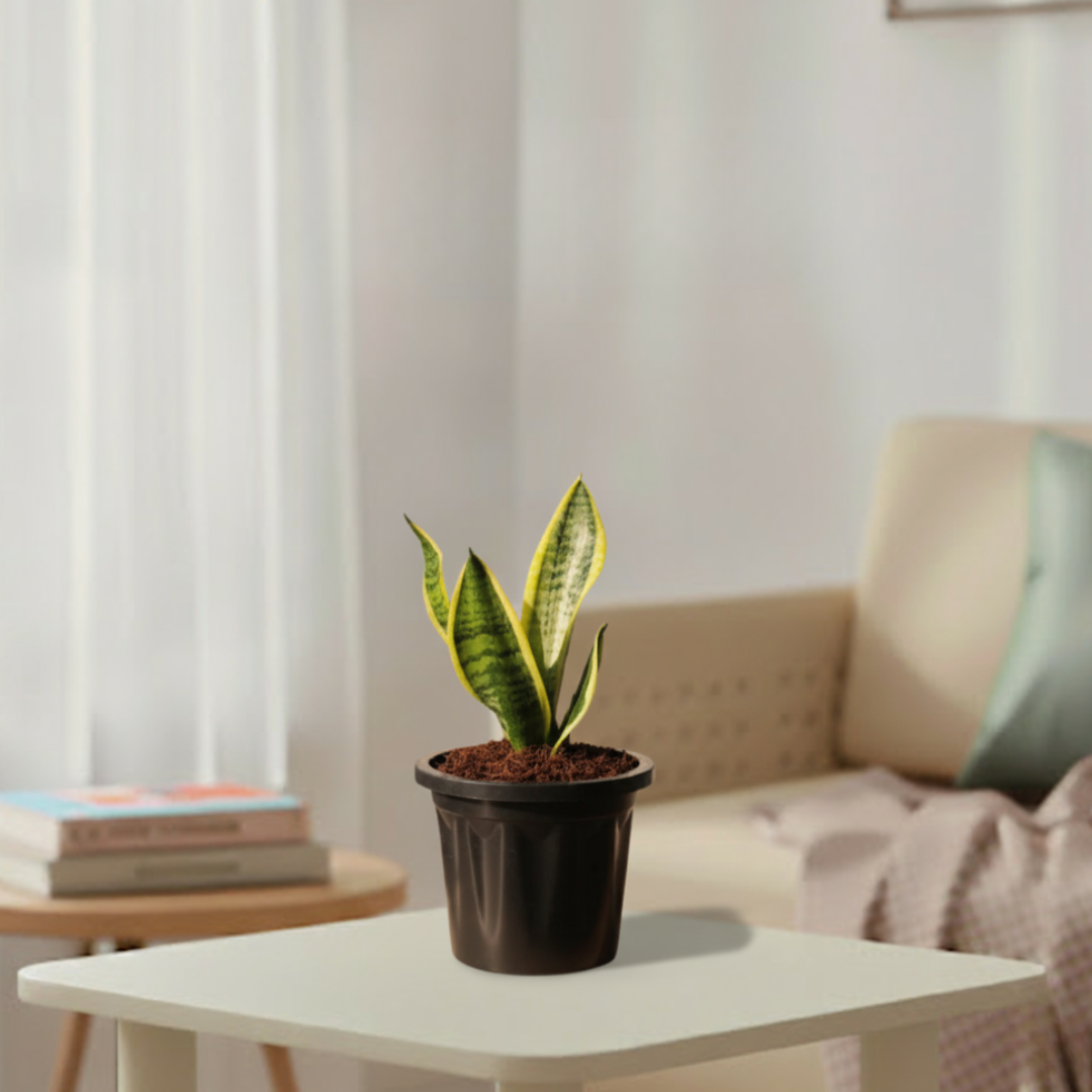 Snake Plant - Futura Superba | Air Purifying Plant | Indoor Plant | 1 Live Plant