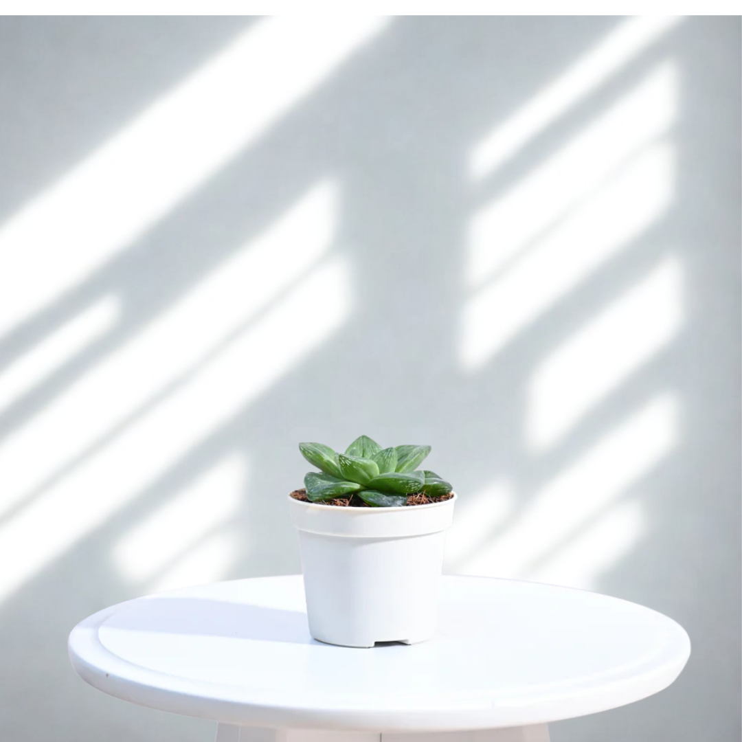 Haworthia Cymbiformis Plant | Indoor Plant | 1 Live Plant