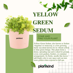Yellow Green Sedum | Succulent Plant | Low maintenance Plant | Indoor Plant | Pack Of 1