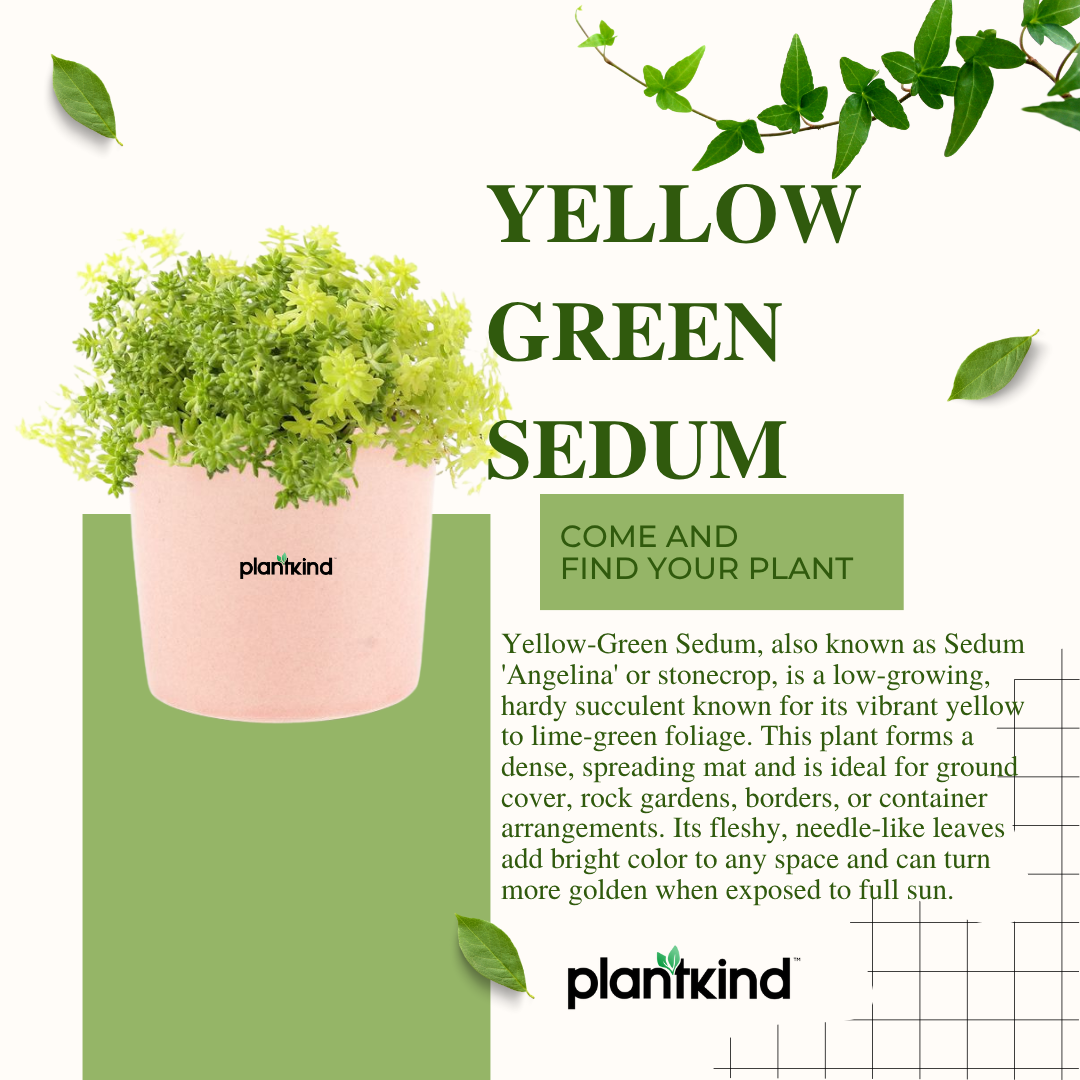 Yellow Green Sedum | Succulent Plant | Low maintenance Plant | Indoor Plant | Pack Of 1